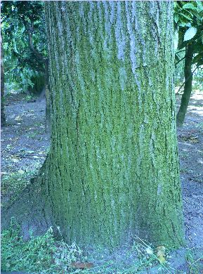 Tilleul - Tilia