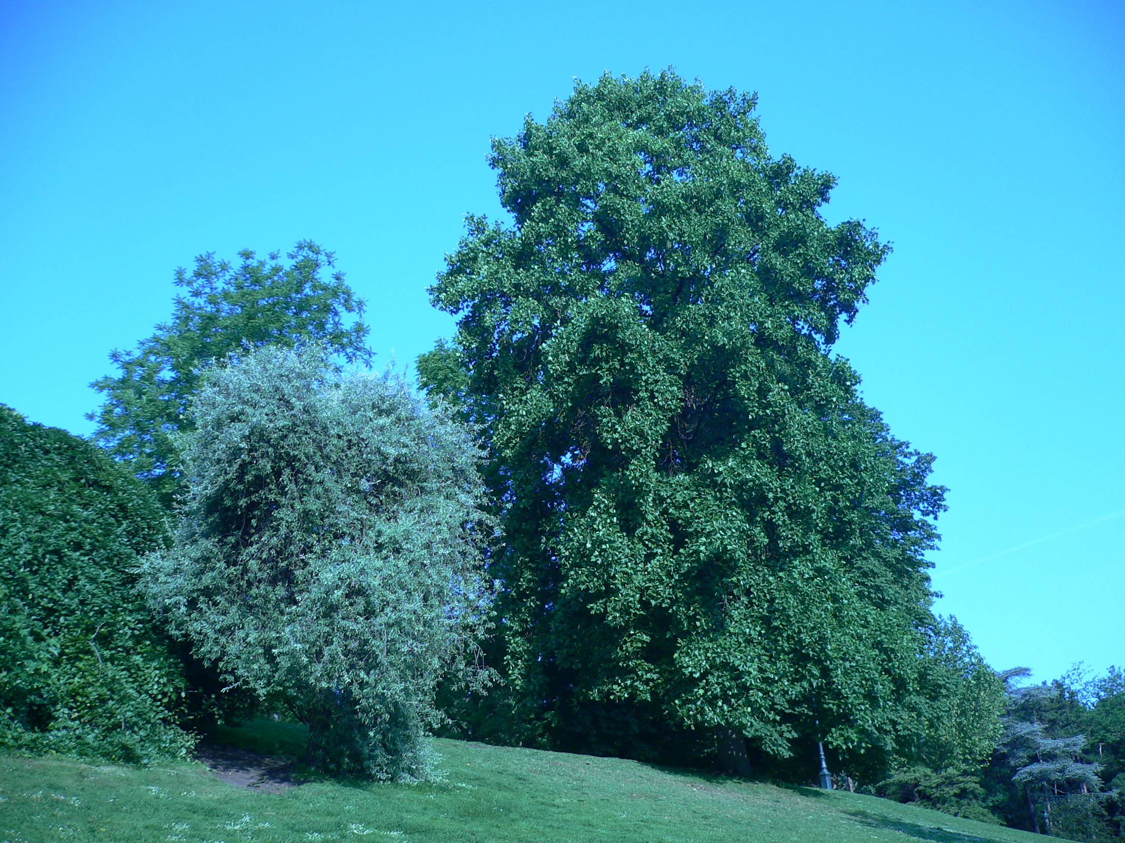 Tulipier de Virginie - Liriodendron tulipifera