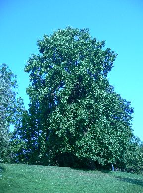 Tulipier de Virginie - Liriodendron tulipifera