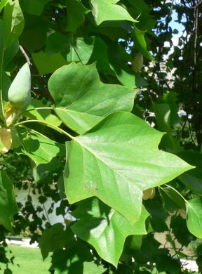 Tulipier de Virginie - Liriodendron tulipifera