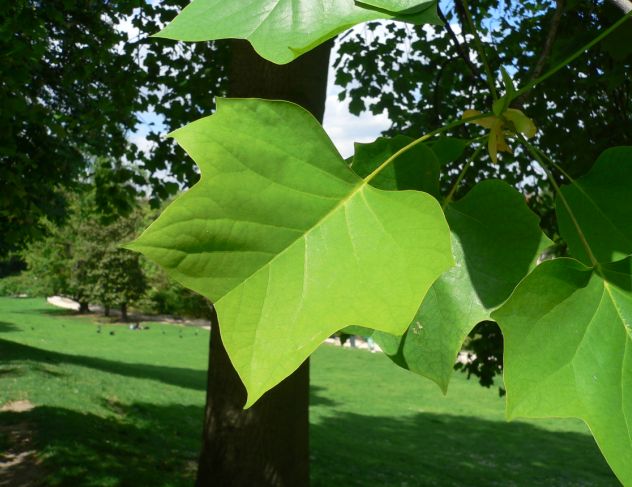 Tulipier de Virginie - Liriodendron tulipifera