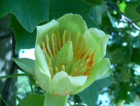 Tulipier de Virginie - Liriodendron tulipifera