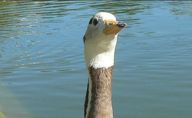 Canard exotique