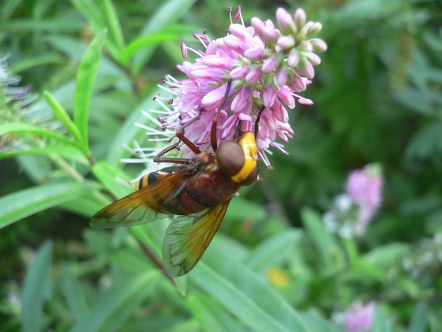 abeille abeille