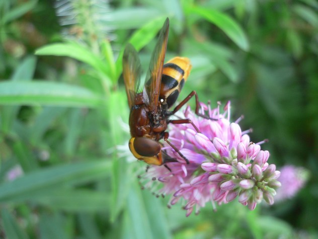 abeille abeille