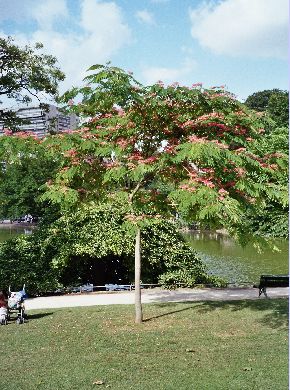 Arbre de soie - Albizia julibrissin
