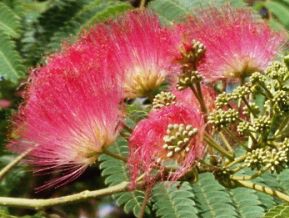 Arbre de soie - Albizia julibrissin