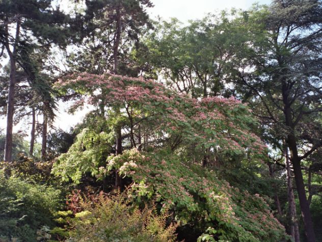 Arbre de soie - Albizia julibrissin