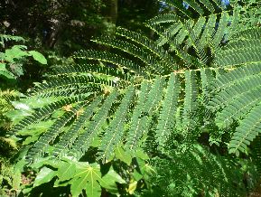 Arbre de soie - Albizia julibrissin