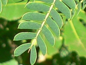 Arbre de soie - Albizia julibrissin
