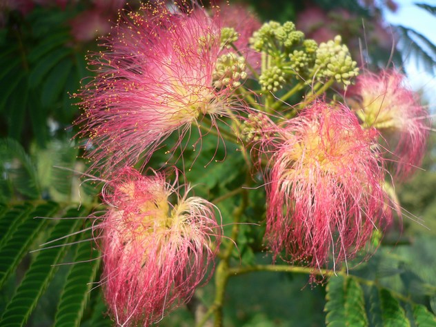 Arbre de soie - Albizia julibrissin
