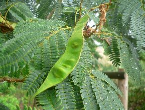 Arbre de soie - Albizia julibrissin