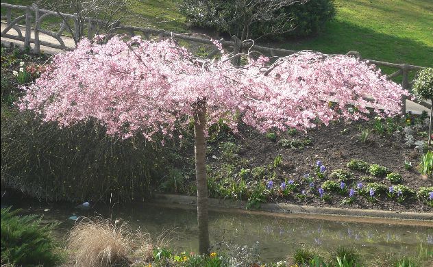arbre ruisseau