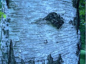 Bouleau verruqueux - Betula verrucosa