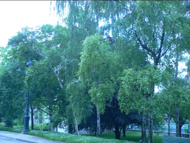 Bouleau - Betula
