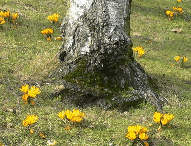 Bouleau verruqueux - Betula verrucosa
