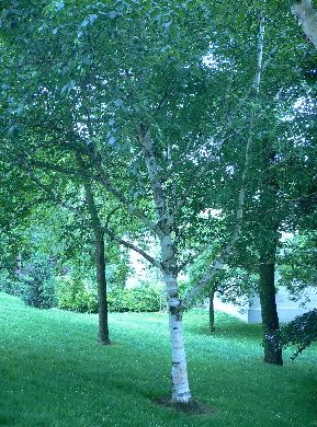 Bouleau de l'Himalay - Betula utilis