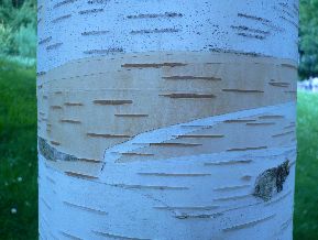 Bouleau de l'Himalay - Betula utilis