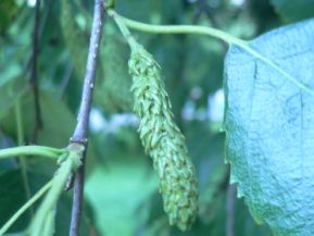 Bouleau à papier - Betula papyrifera