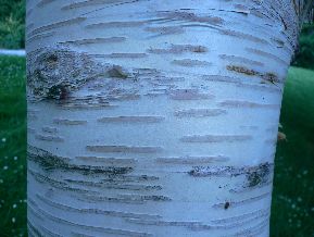 Bouleau du Japon - Betula ermanii