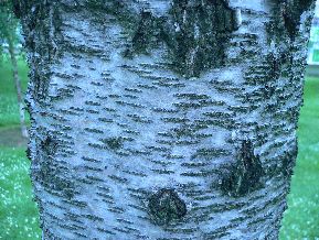 Bouleau noir - Betula nigra rubra