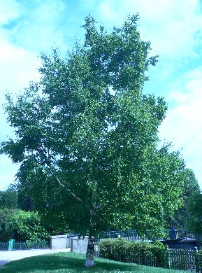 Bouleau à papier - Betula papyrifera