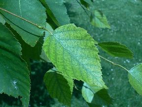 Bouleau à papier - Betula papyrifera