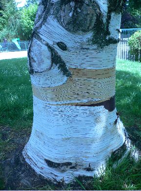 Bouleau à papier - Betula papyrifera
