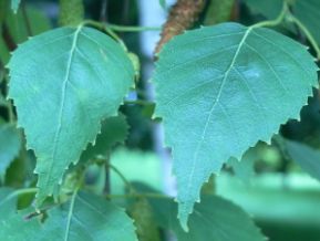 Bouleau pubescent - Betula pubescens
