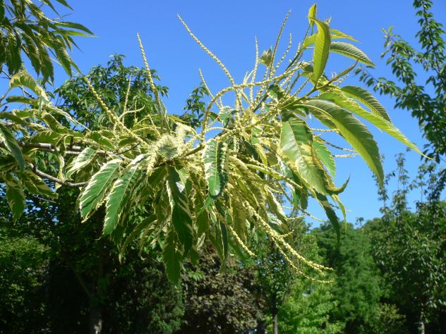Châtaignier - castanea sativa