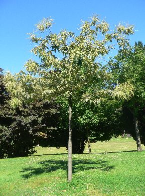 Châtaignier - castanea sativa