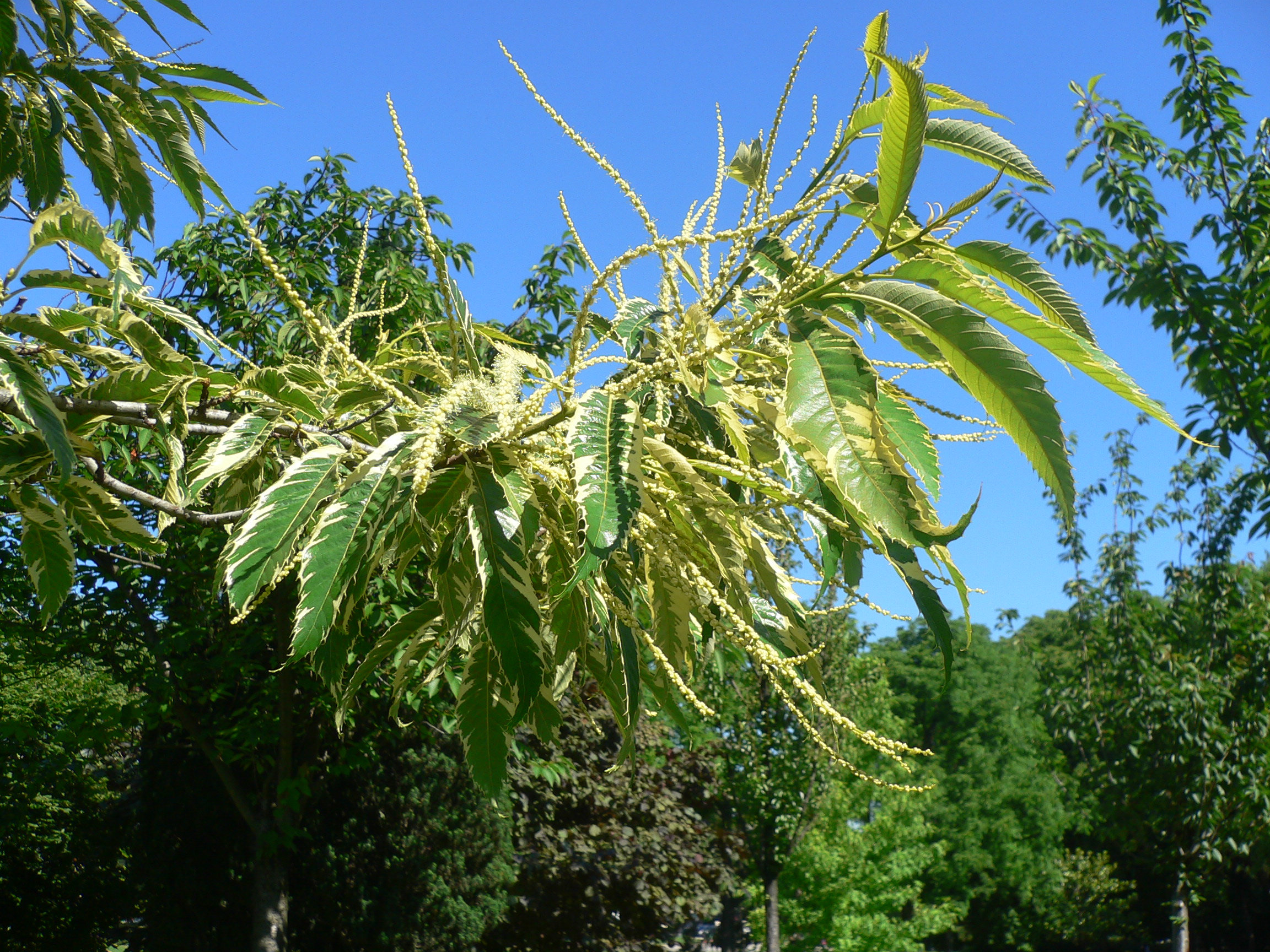 Châtaignier - Castanea sativa
