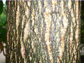 Châtaignier - castanea sativa