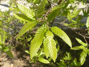 Châtaignier - castanea sativa