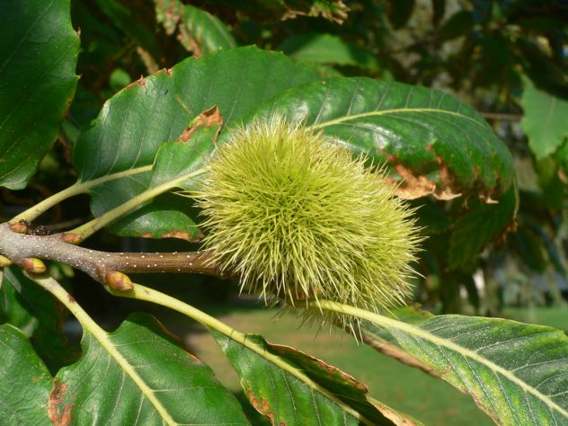 Châtaignier - castanea sativa