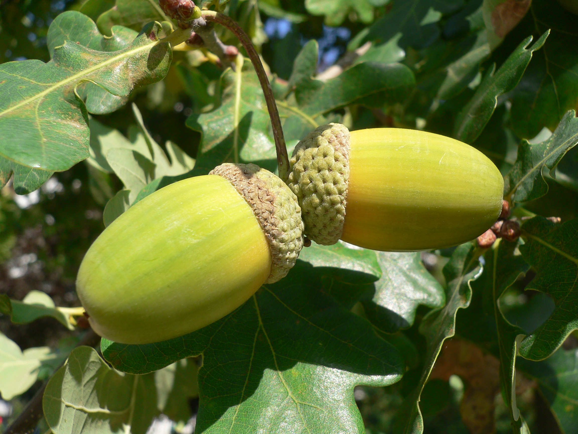 Chêne pubescent - Quercus pubescens