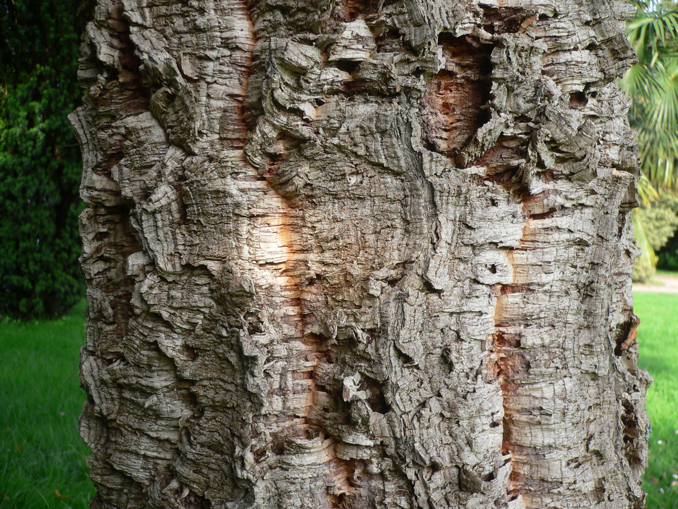 Chêne liège - Quercus suber - Fagaceae - Dąb - Oak