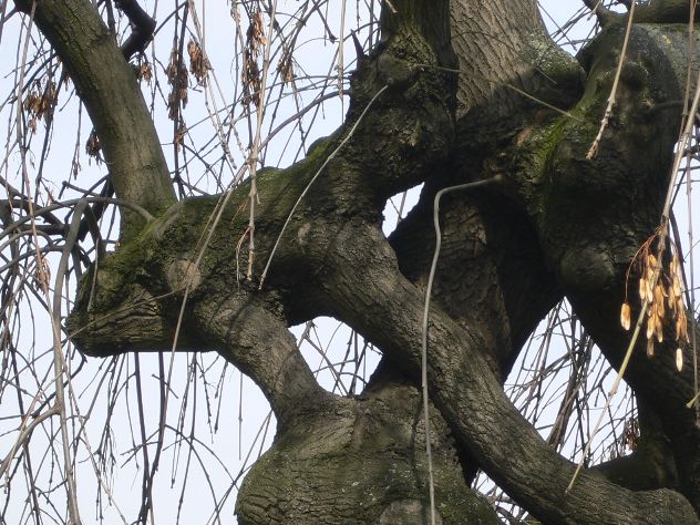 Frêne commun - Fraxinus excelsior