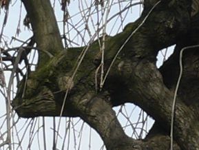 Frêne commun - Fraxinus excelsior