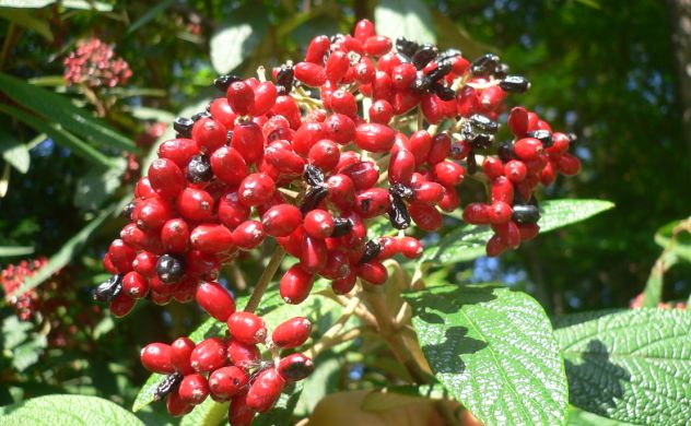 Viorne ridée - Viburnum rhytidophyllum - Caprifoliaceae