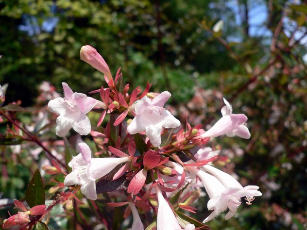 Abelia