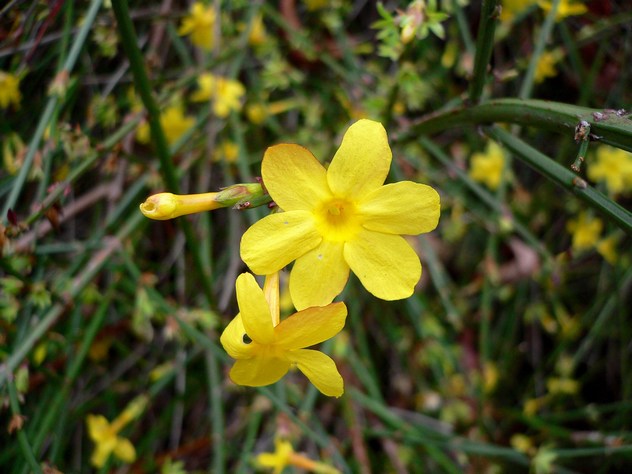Genêt - Genista germanica