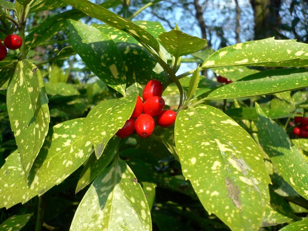 Aucuba japonica