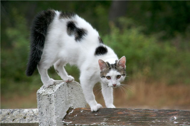 Le chat - Kichaj
