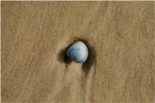 La coquille