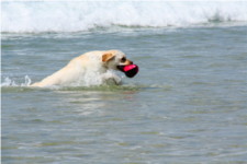 Surf chien