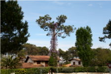 La glycine