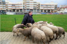 Moutons de Biscarrosse