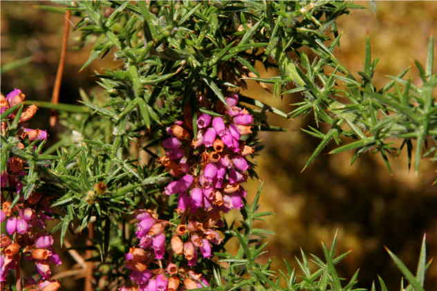 Calluna Vulgaris - Ericaceae Calluna Vulgaris - Ericaceae