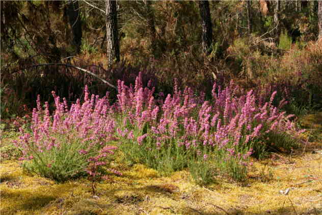 Calluna Vulgaris - Ericaceae Calluna Vulgaris - Ericaceae